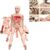 Modelo de cuidado de traumatología – Maniquí anatómico para entrenamiento avanzado de trauma con 24 módulos de heridas para un cuidado integral